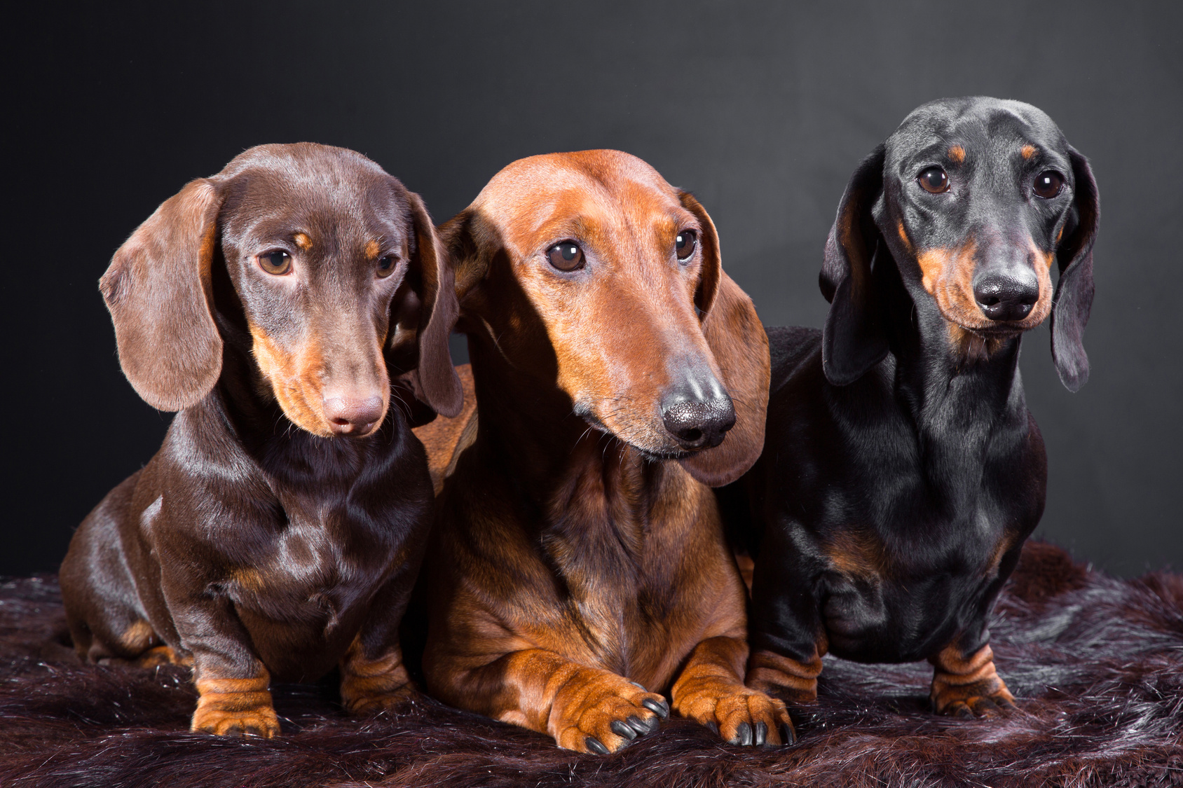 paul, and, sheila, haag, dog, breeder, paul-sheila-haag, amazen, farm, dog_breeder, puppies, pups, eden-valley, mn, minnesota, 41A0281, usda, number, 